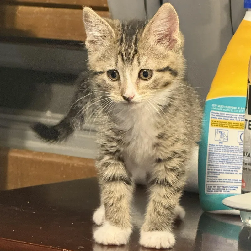 A baby medium-sized female Tabby (Gray / Blue / Silver) Domestic Short Hair cat named Rose for adoption in De Soto, IA