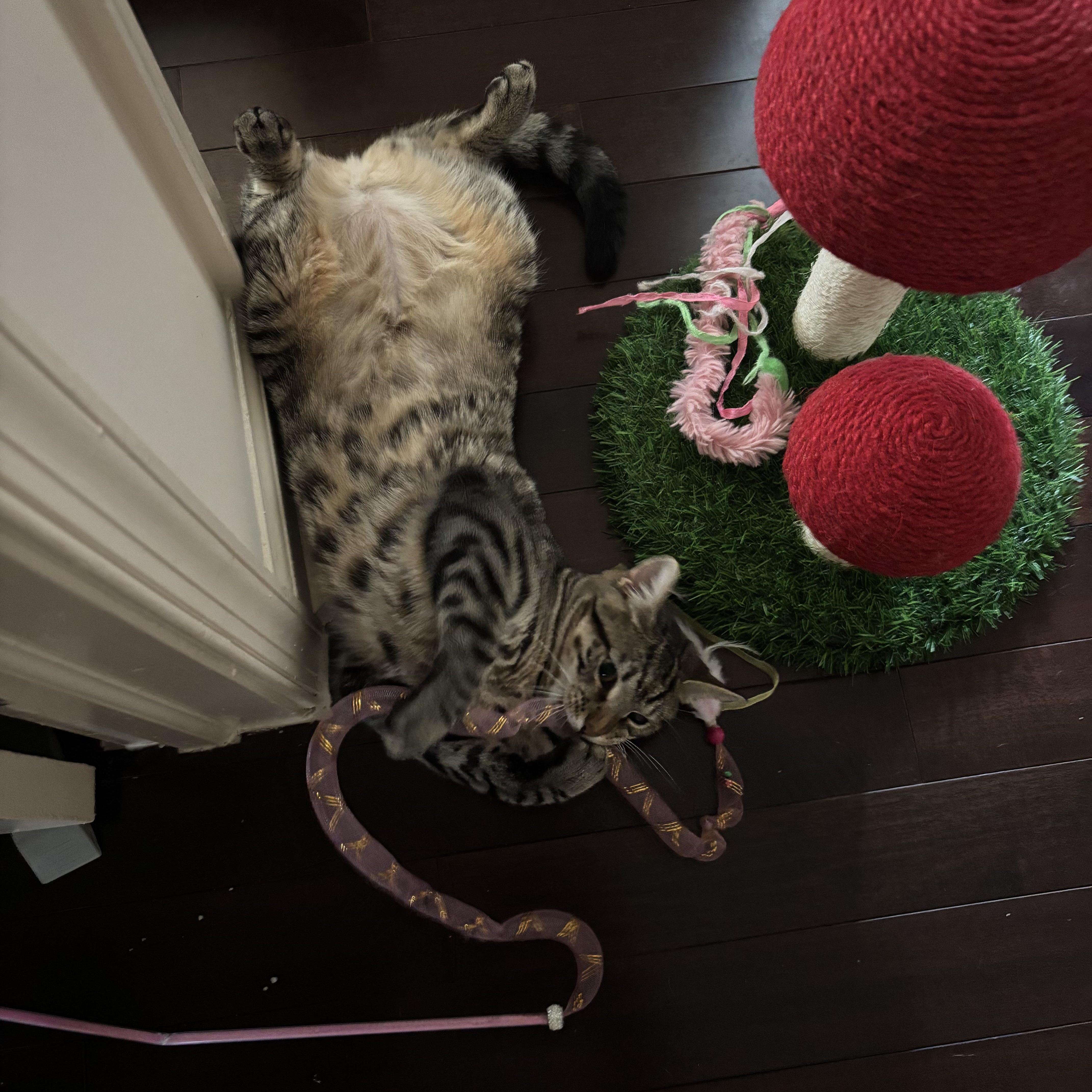 Izzy thumbnail 2