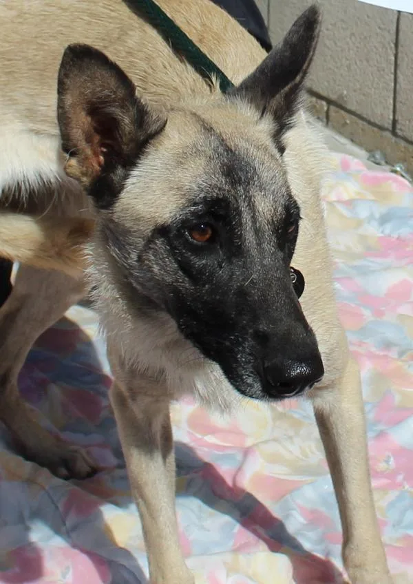An adult medium-sized female Belgian Shepherd / Sheepdog dog named Jrrumi for adoption in Oceanside, CA