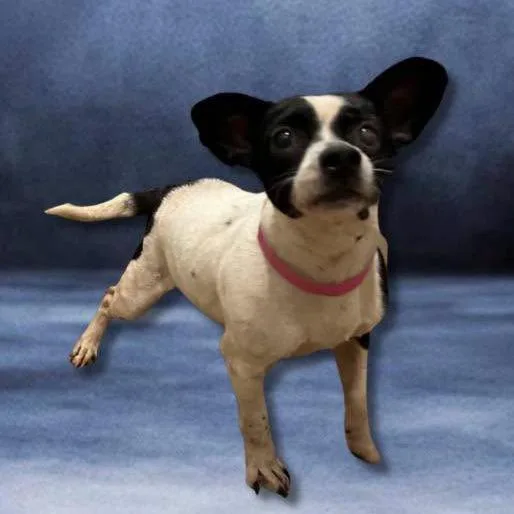 A senior small-sized female White / Cream Terrier dog named Cookie for adoption in Austell, GA