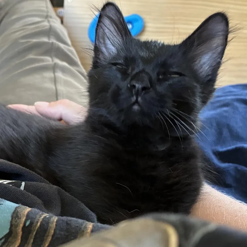 A baby small-sized male Black Domestic Long Hair cat named Noir for adoption in Denison, TX