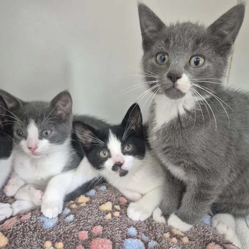 A baby small-sized male Gray / Blue / Silver Domestic Short Hair cat named Squints for adoption in Newark, NJ