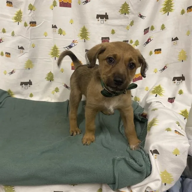 A baby small-sized male Border Terrier dog named A for adoption in Modesto, CA