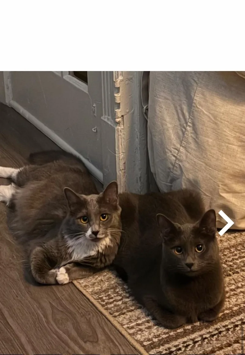 A young medium-sized female Gray / Blue / Silver Domestic Short Hair cat named Peanutand Daisy for adoption in Rockville, MD