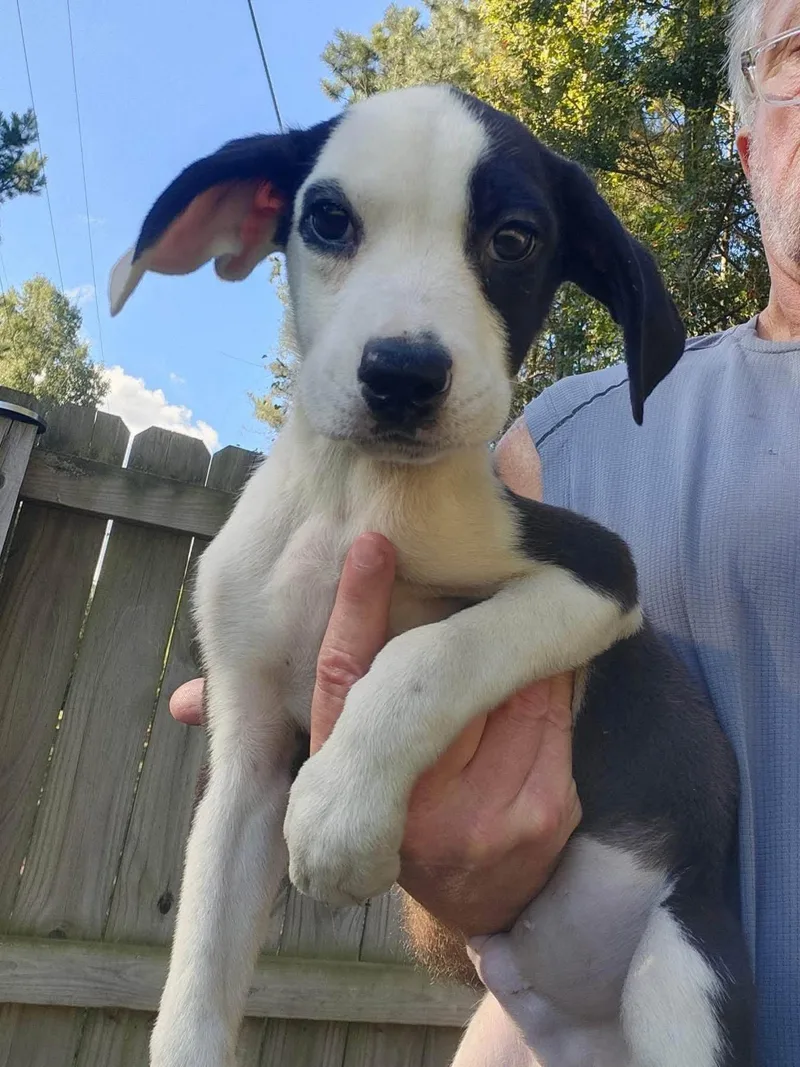 A baby medium-sized male Cattle Dog named Bacon for adoption in Holbrook, NY