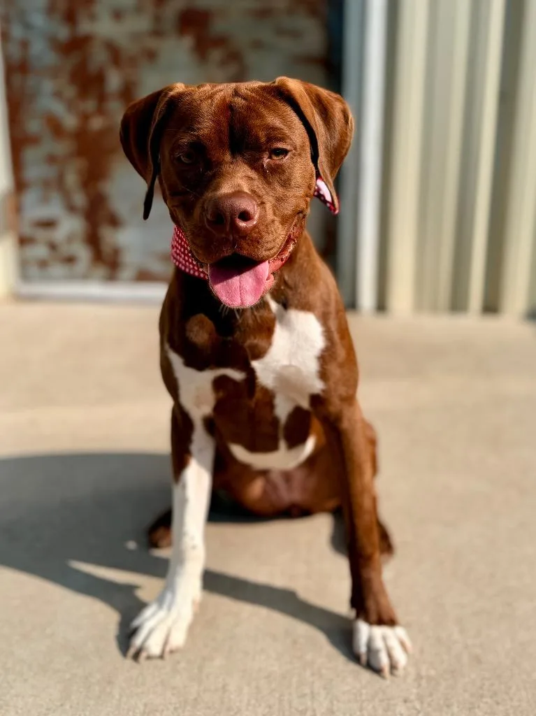 A baby medium-sized female Mixed Breed dog named Coco for adoption in Muskegon, MI