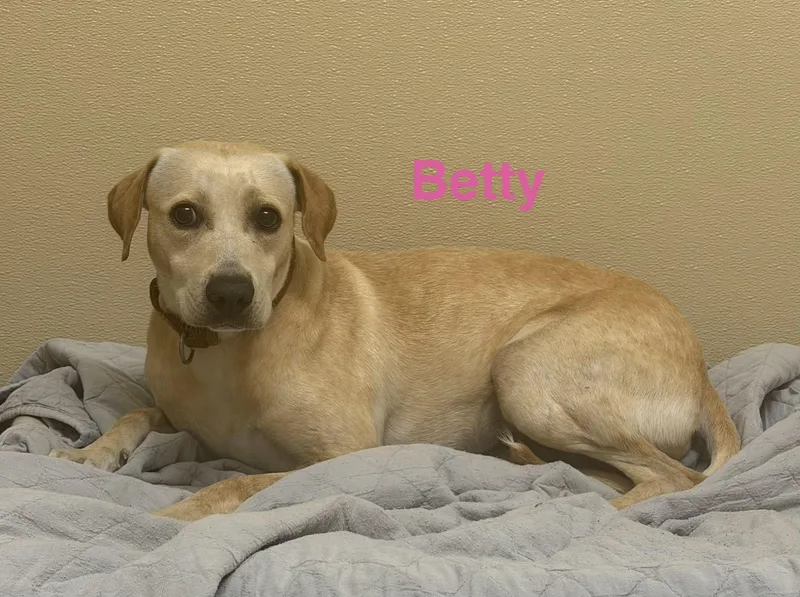 An adult medium-sized female Apricot / Beige Labrador Retriever dog named Betty for adoption in Pawleys Island, SC