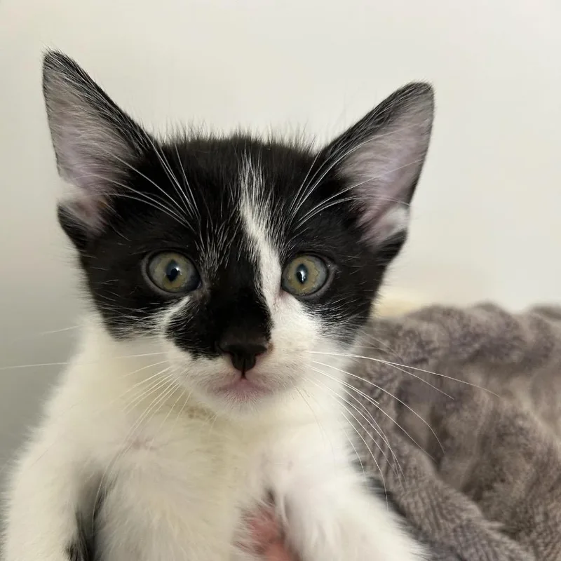 A baby small-sized female White Domestic Short Hair cat named Ivy for adoption in Escondido, CA