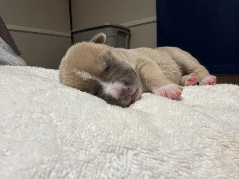 A baby medium-sized male American Staffordshire Terrier dog named Adner Nuggets litter for adoption in Holly Springs, NC