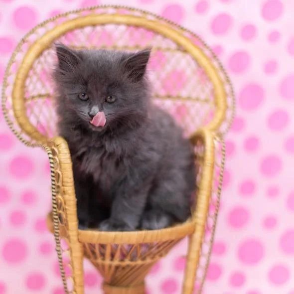 A baby small-sized male Gray / Blue / Silver Domestic Medium Hair cat named Comboc for adoption in East Saint Louis, IL