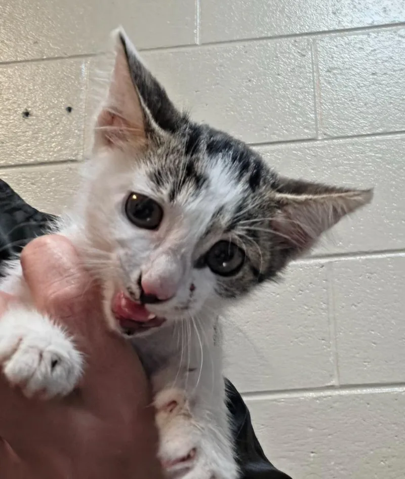 A baby small-sized female Domestic Short Hair cat named Oo Haha for adoption in Rome, GA