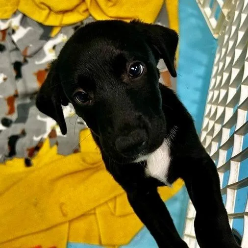 A baby medium-sized female Black Mixed Breed dog named Christine for adoption in Poplar Bluff, MO