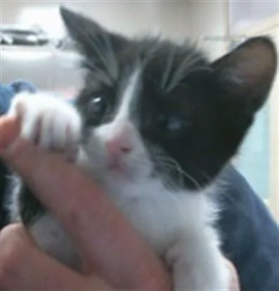 A baby small-sized male Domestic Short Hair cat named Desmond for adoption in Sacramento, CA