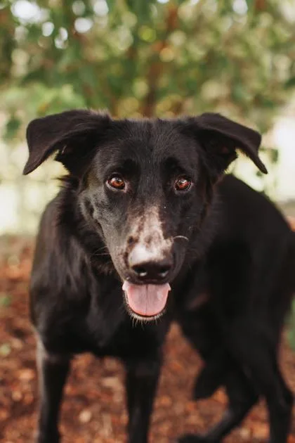 An adult large-sized male Flat-Coated Retriever dog named a Edwin for adoption in North Charleston, SC