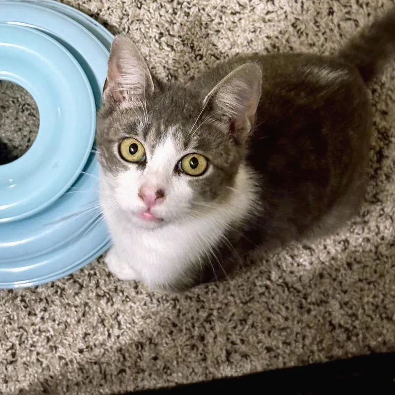 A young medium-sized male Gray / Blue / Silver Domestic Short Hair cat named Aguilera for adoption in Austin, TX
