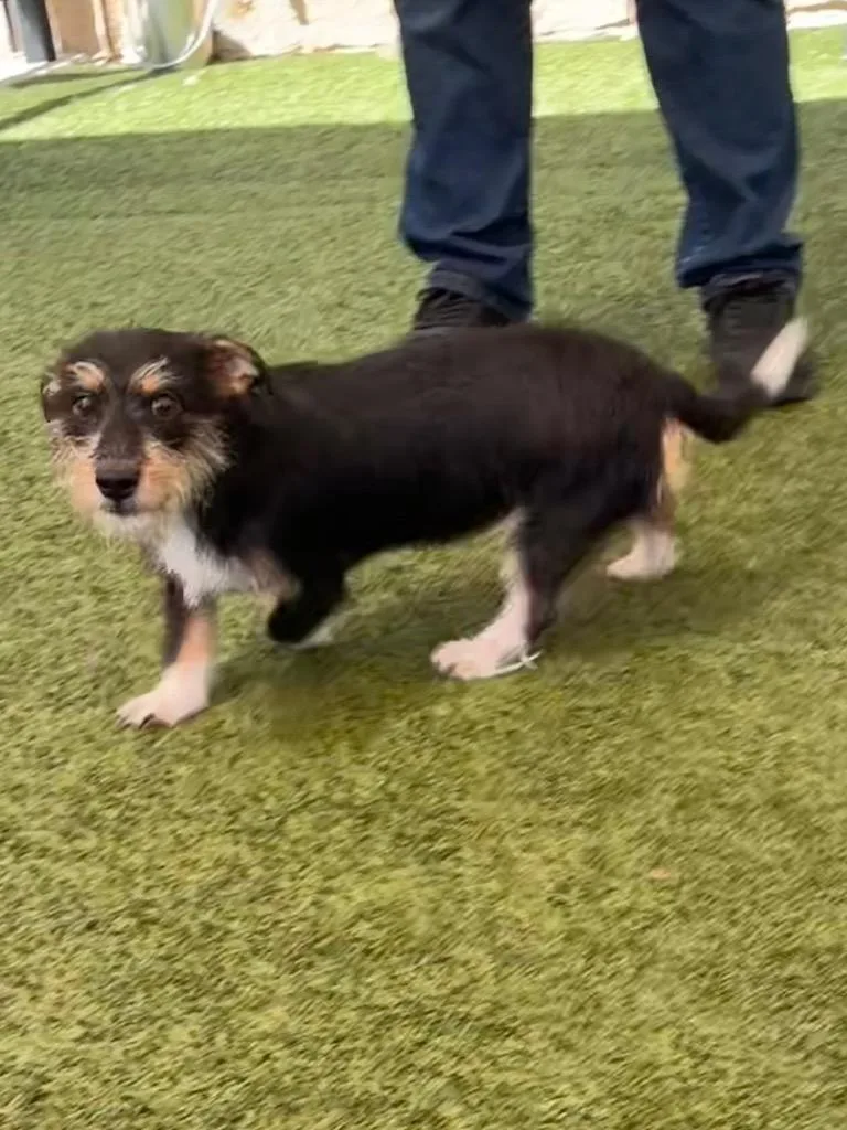 A young small-sized male Dachshund dog named Tucker for adoption in Seguin, TX