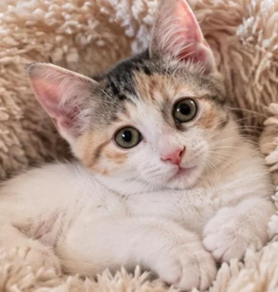 Katy Purry thumbnail 3