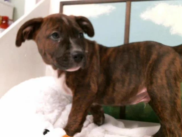 A baby small-sized male Staffordshire Bull Terrier dog named Grape for adoption in Houston, TX