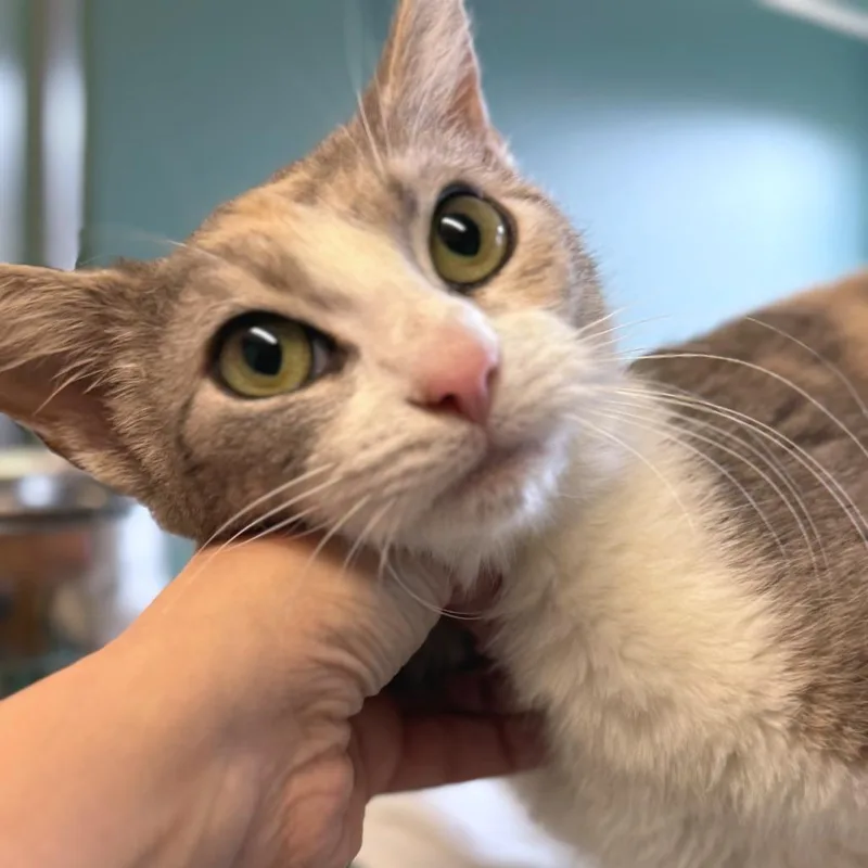 Thumbelina thumbnail 2