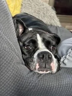A young medium-sized female Tricolor (Brown, Black, & White) Boxer dog named Cherry Cola for adoption in Hewitt, TX