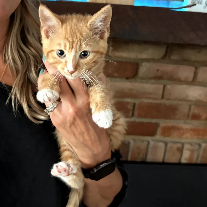 A baby small-sized female Orange / Red Domestic Short Hair cat named Hazel for adoption in Shelbyville, IN