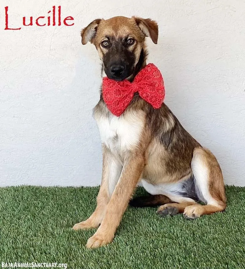 Lucille