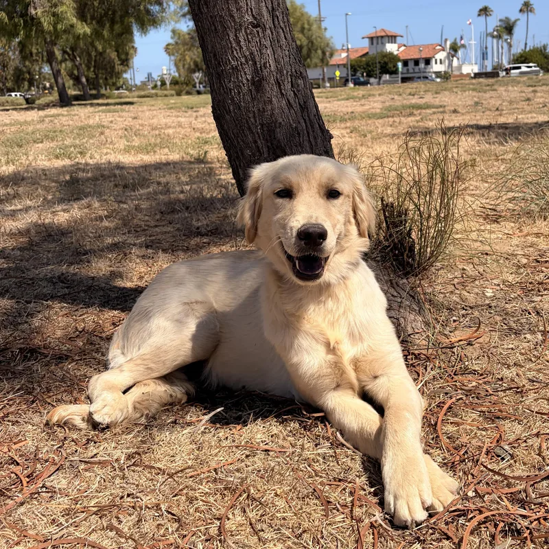 A young large-sized male Golden Retriever dog named Mochii for adoption in Torrance, CA
