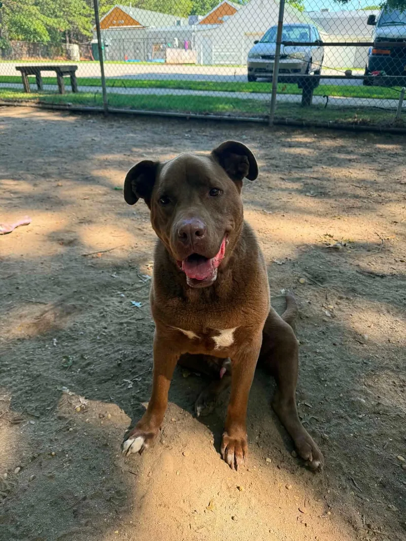 An adult large-sized male Chocolate Labrador Retriever dog named Miles for adoption in Southold, NY