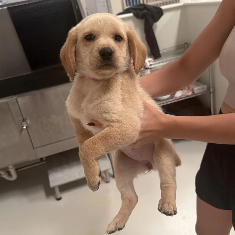 A baby medium-sized female Labrador Retriever dog named Butterfly for adoption in Chicago, IL