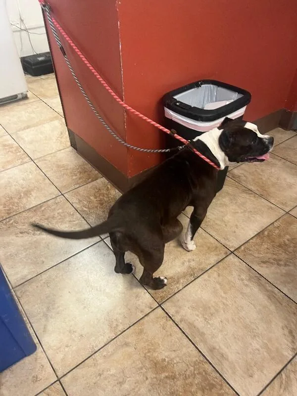 An adult medium-sized female Black Mixed Breed dog named Margarine for adoption in Cincinnati, OH
