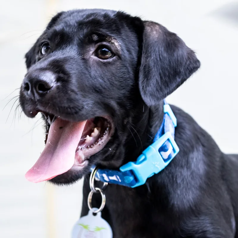 A baby medium-sized male Black Labrador Retriever dog named Finn So Good for adoption in Lake Forest, IL