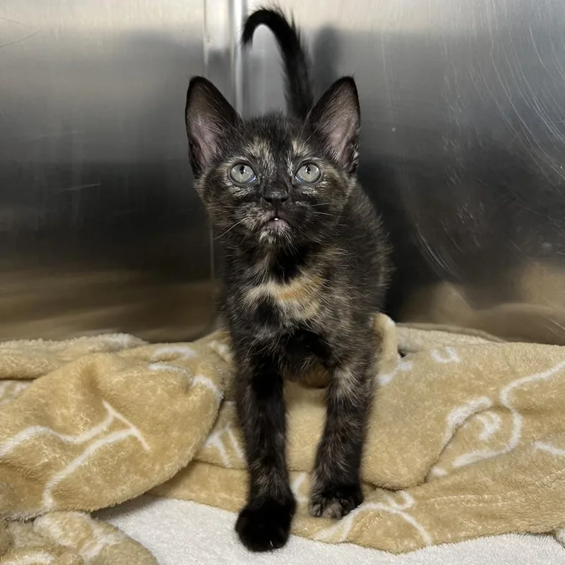 A baby medium-sized female Black Domestic Short Hair cat named Hash brown for adoption in Palm Springs, CA