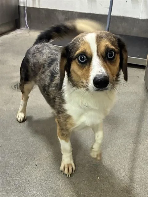 An adult medium-sized male Beagle dog named Theo for adoption in Upper Marlboro, MD