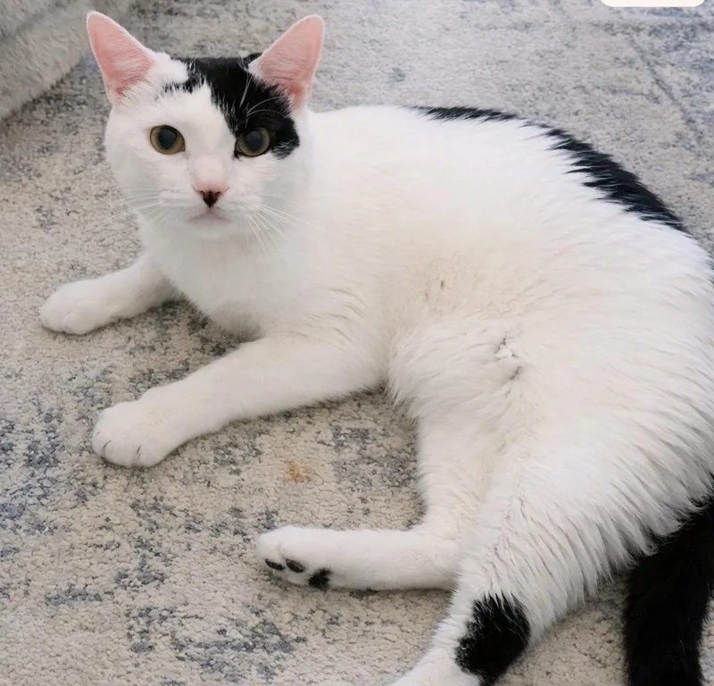 A young large-sized male White Domestic Short Hair cat named Biscuit for adoption in Melrose, MA