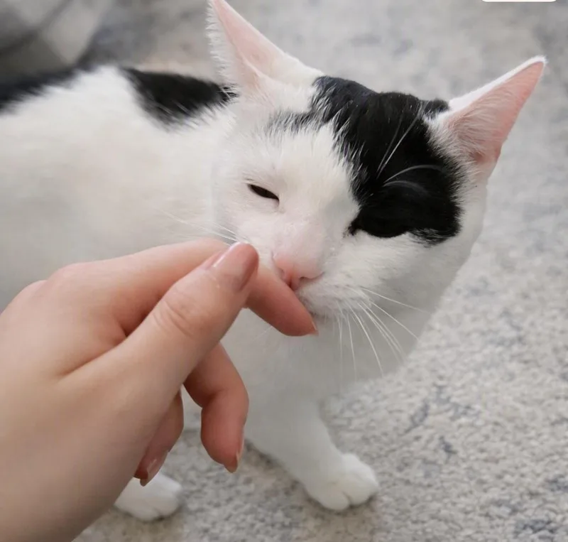 Biscuit thumbnail 2