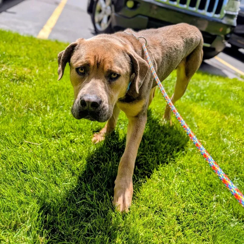 An adult large-sized male Brown / Chocolate Mixed Breed dog named Krill for adoption in Grand Rapids, MI