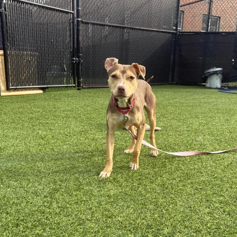 A young small-sized female Brown / Chocolate Mixed Breed dog named Rey for adoption in Pittsburgh, PA