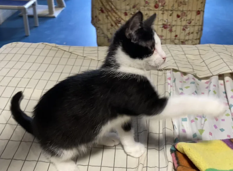 A baby medium-sized male Black & White / Tuxedo Domestic Short Hair cat named Latke for adoption in Lemoyne, PA