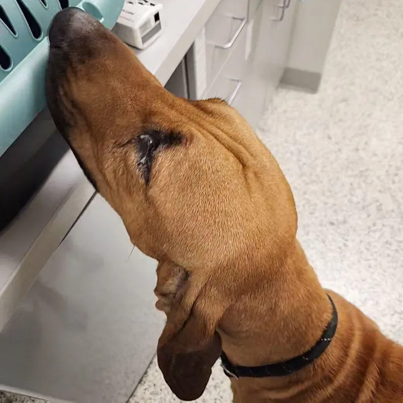 A young large-sized male Yellow / Tan / Blond / Fawn Bloodhound dog named Found for adoption in Liberty, MO