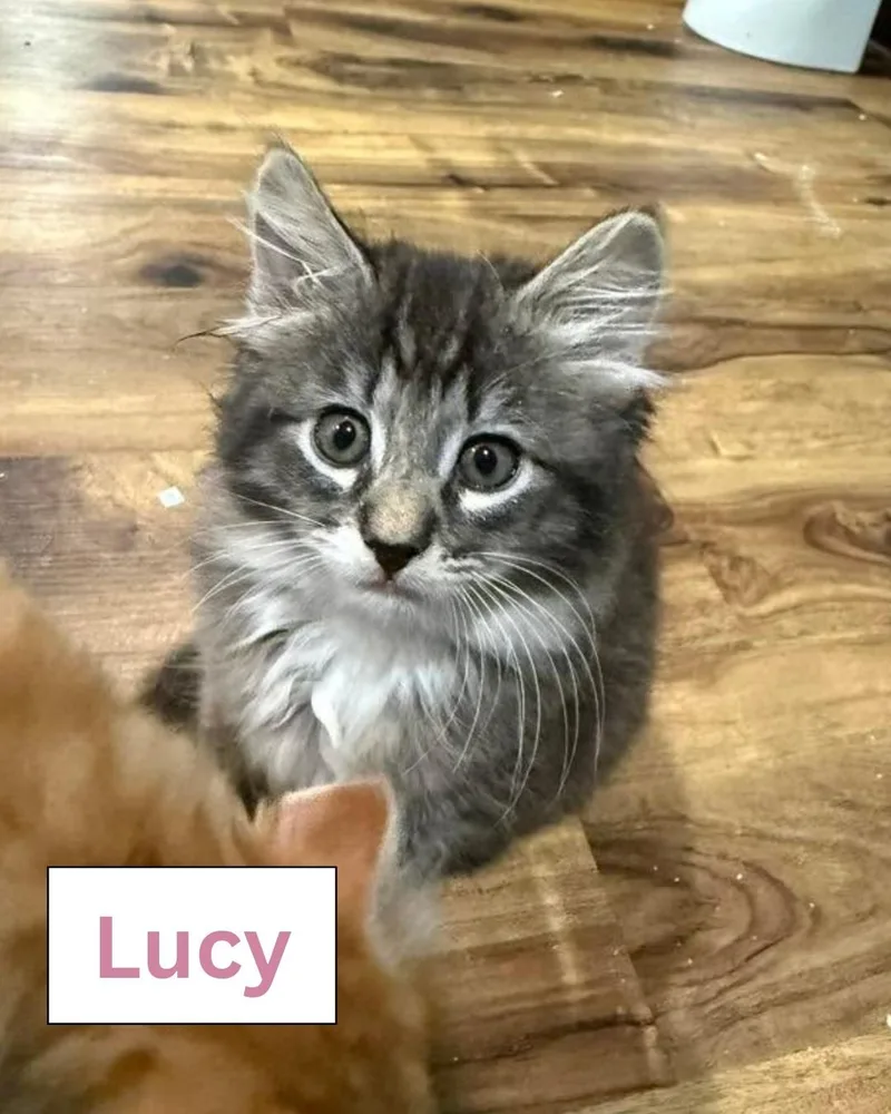 A young large-sized female Domestic Medium Hair cat named Lucy Darling for adoption in Currie, NC