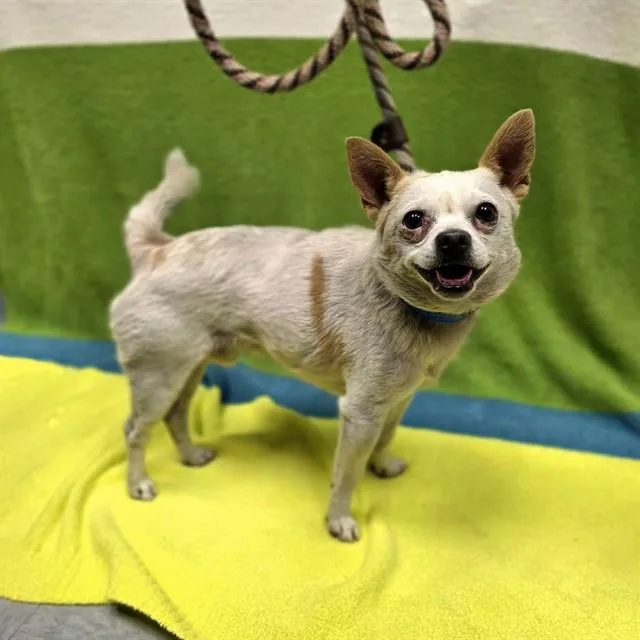 An adult small-sized male Chihuahua dog named Sir Lancelot for adoption in Long Beach, CA