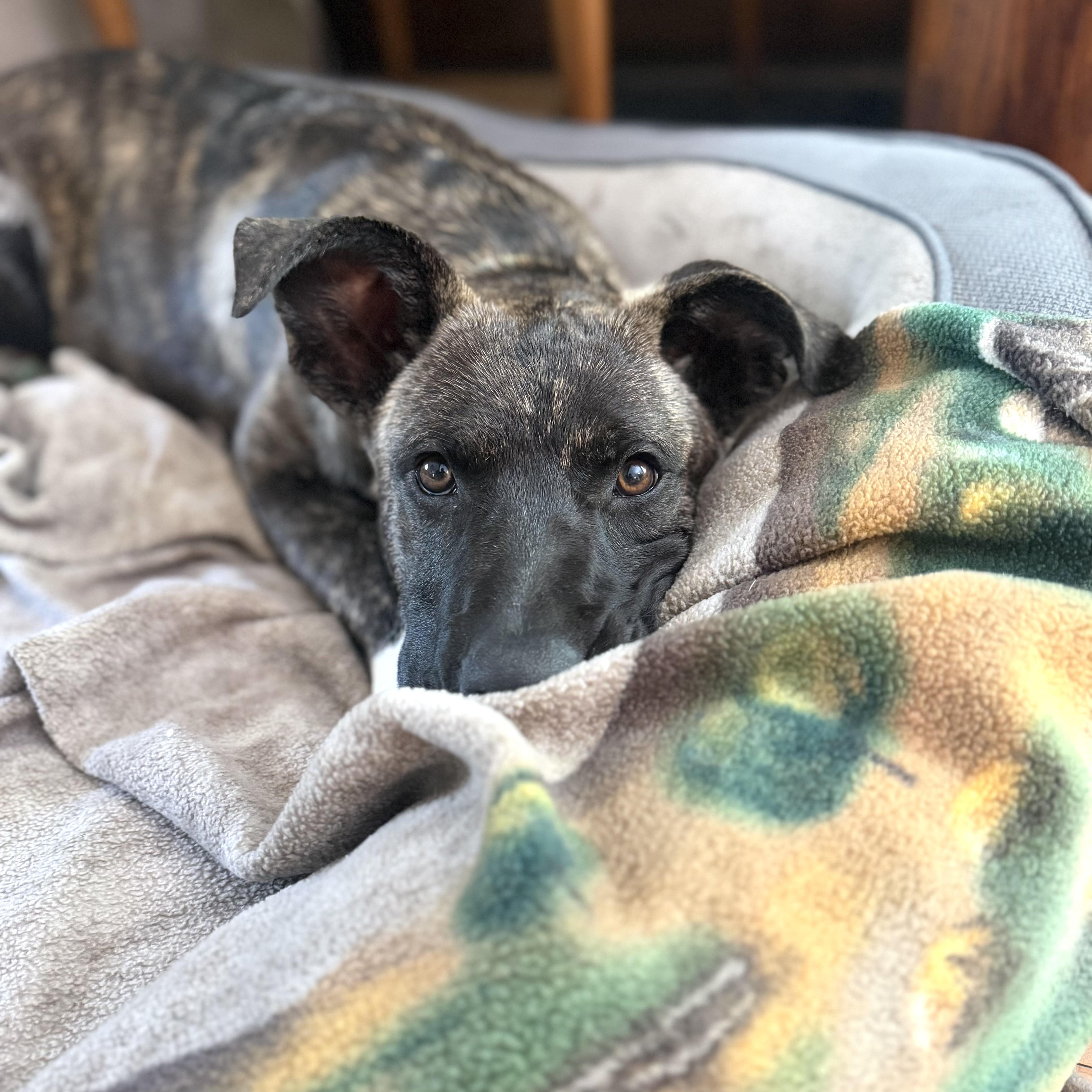 A baby medium-sized male Brindle Plott Hound dog named Spencer for adoption in Prior Lake, MN