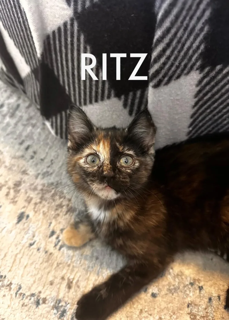 Ritz thumbnail 2