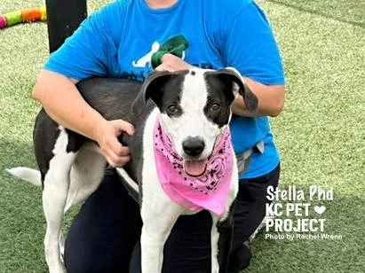 An adult large-sized female Black Mixed Breed dog named Stella PhD for adoption in Kansas City, MO