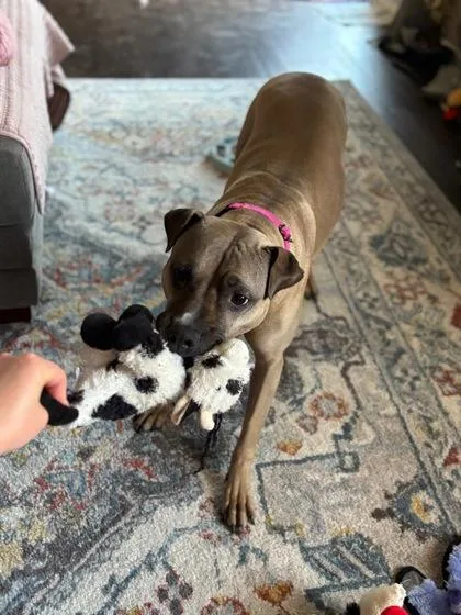 An adult medium-sized female Pit Bull Terrier dog named Piper for adoption in Fishers, IN