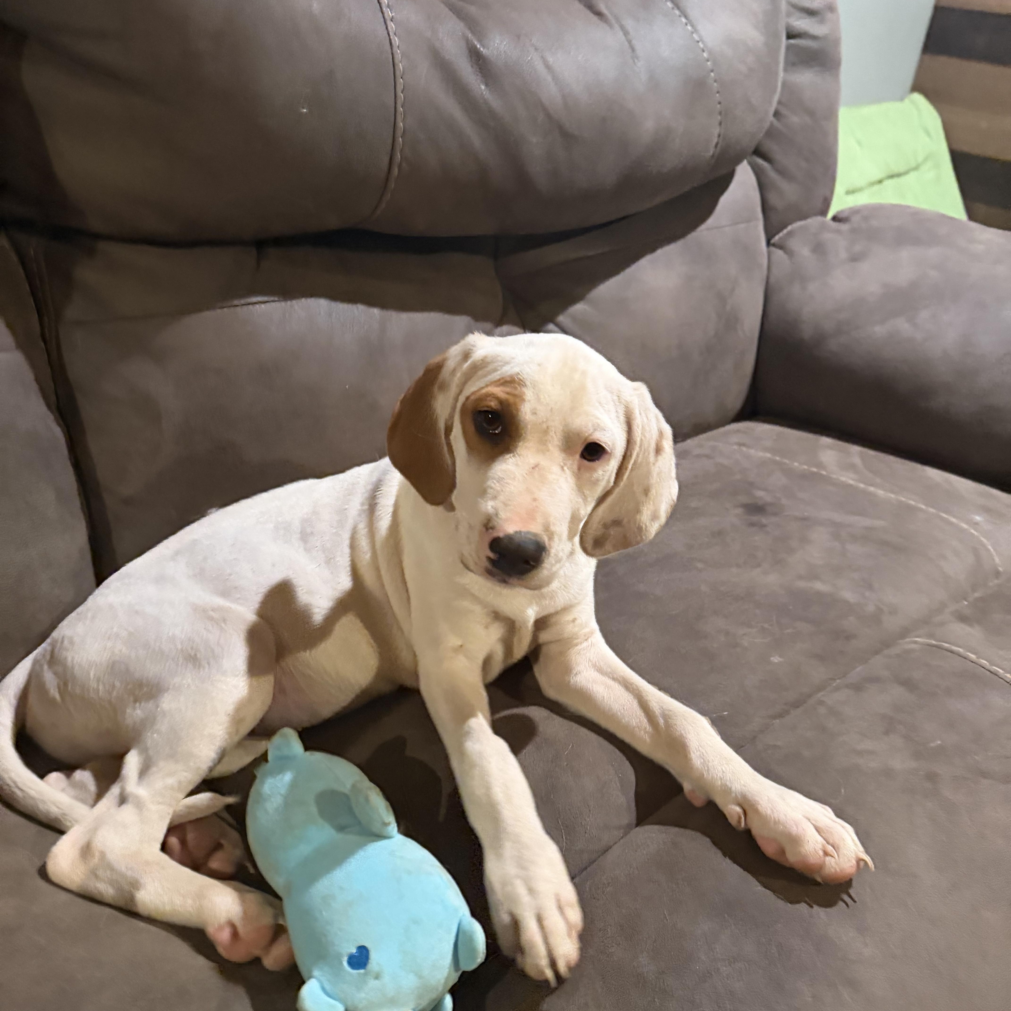 A baby medium-sized male White / Cream Treeing Walker Coonhound dog named Spot for adoption in Copper Hill, VA