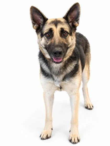 A young large-sized female German Shepherd Dog dog named Carlotta for adoption in Bowling Green, KY