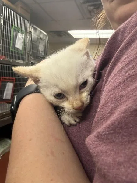 A baby small-sized male Siamese cat named Ume for adoption in Salisbury, MD