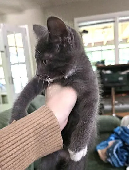 A baby small-sized male Gray / Blue / Silver Domestic Short Hair cat named Fuzzy Butt for adoption in Kansas City, MO