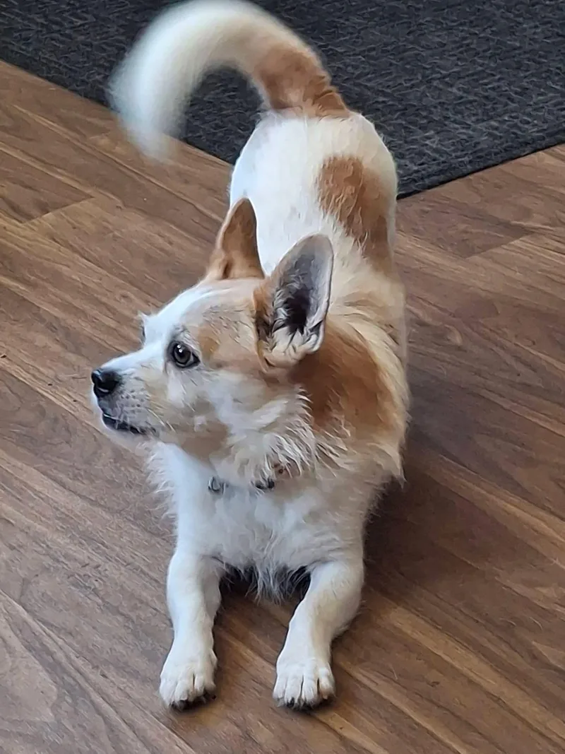 An adult small-sized male Terrier dog named Pops for adoption in Byron, IL